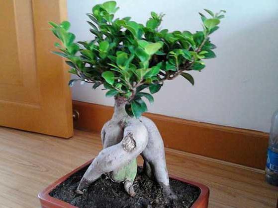 人参榕树盆景的制作方法