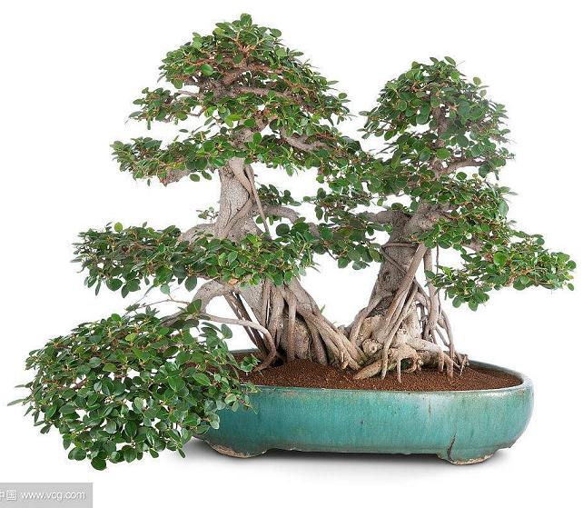 榕树盆景的叶子掉光了 是得病了还是养护不对?