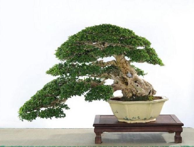 人参榕树盆景怎么养?要做好夏天浇水工作