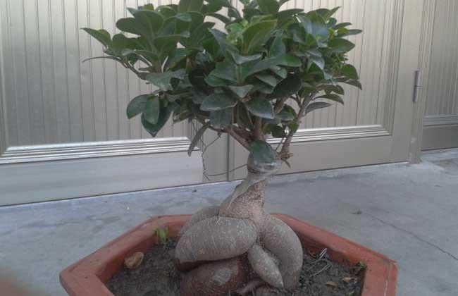 制作人参榕树盆景的注意事项