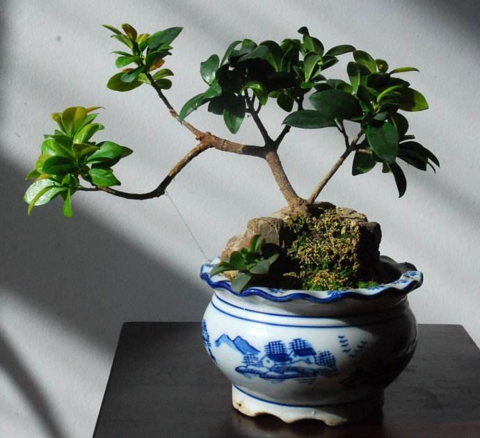 榕树盆景应该怎么养护?