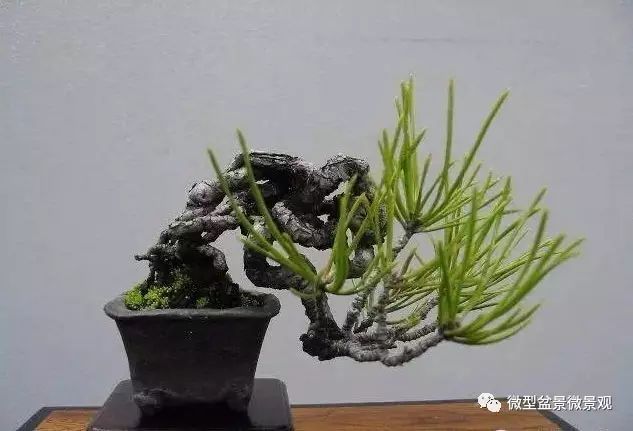 如何给盆景搭配一个合适盆钵