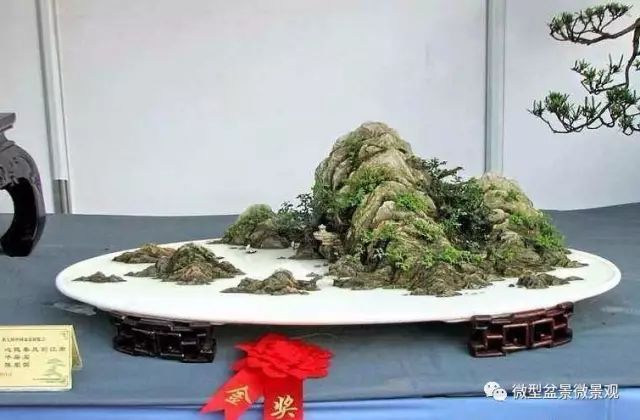 如何给盆景搭配一个合适盆钵