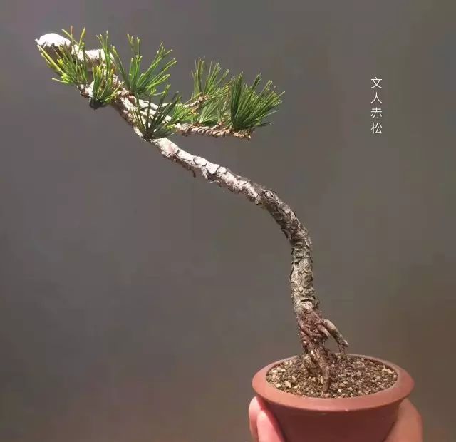 如何给盆景搭配一个合适盆钵盆子