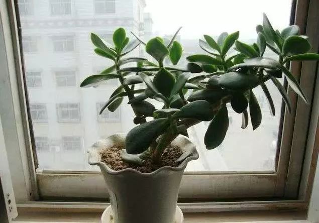 如何做好玉树盆景的冬季修剪工作?