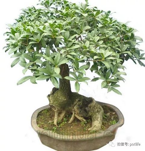 如何给夏季的桂花盆景进行施肥工作？