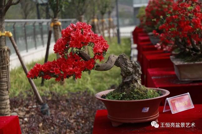 王恒亮盆景艺术公益大讲堂走进中国遵义