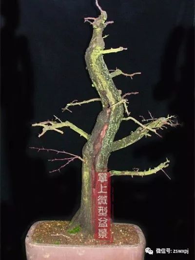 山楂盆景的浅盆根部处理技巧