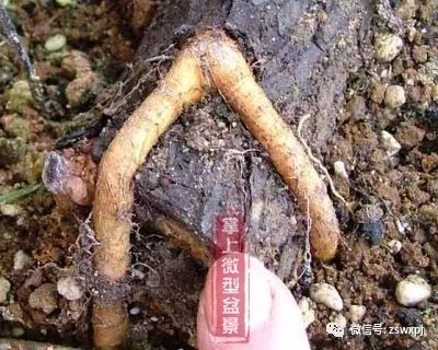 山楂盆景的浅盆根部处理技巧