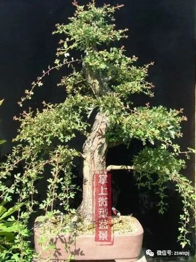 山楂盆景的浅盆根部处理技巧