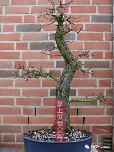 山楂盆景的浅盆根部处理技巧