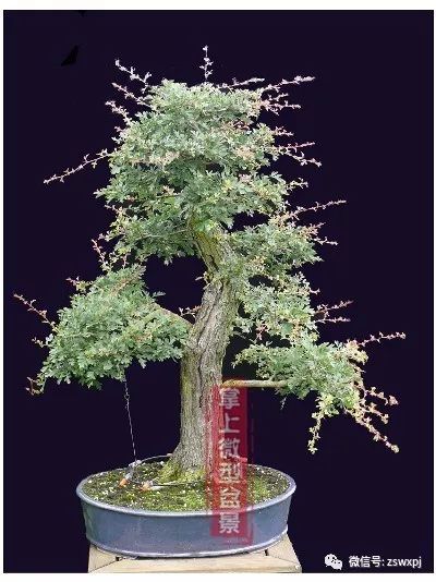 山楂盆景的浅盆根部处理技巧