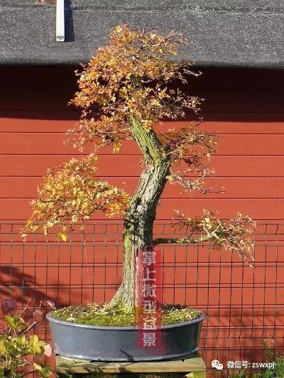 山楂盆景的浅盆根部处理技巧