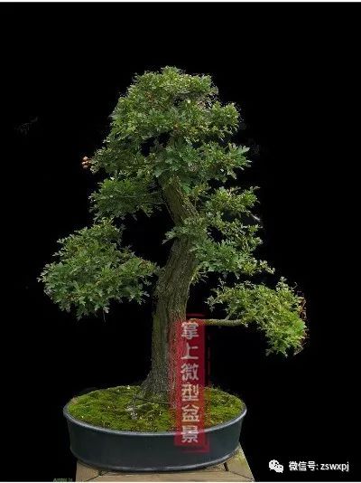 山楂盆景的浅盆根部处理技巧