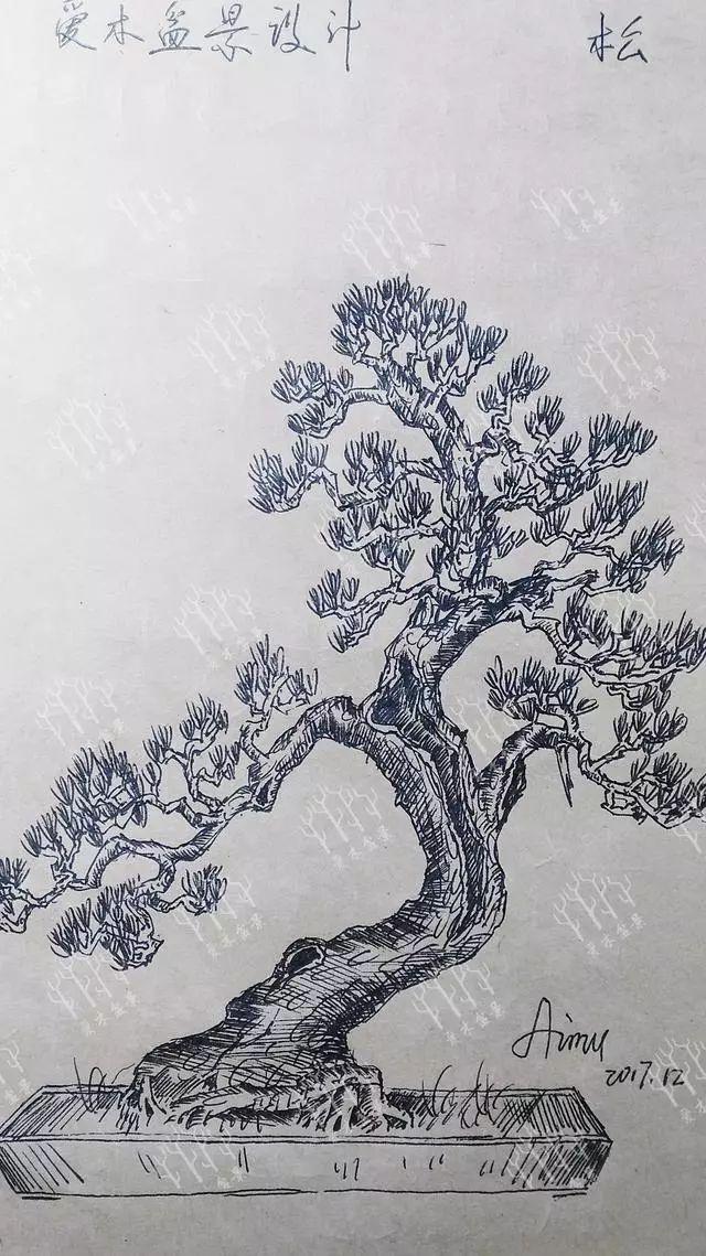 五针松盆景造型设计 好素材设计图不可少