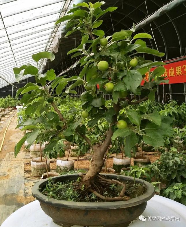 果树盆景的施肥技巧