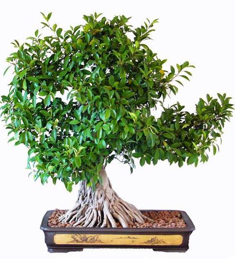 人到中年 闲暇时候就想到了盆景