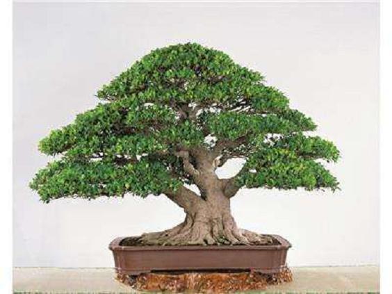 可能我的盆景之路与其他人不一样  我觉得