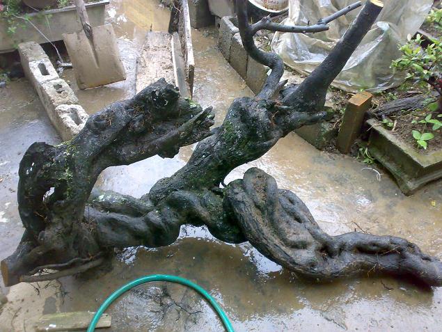 金弹子下山桩怎样才能养活？