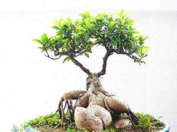 我与盆景的一个故事发生在70年代末