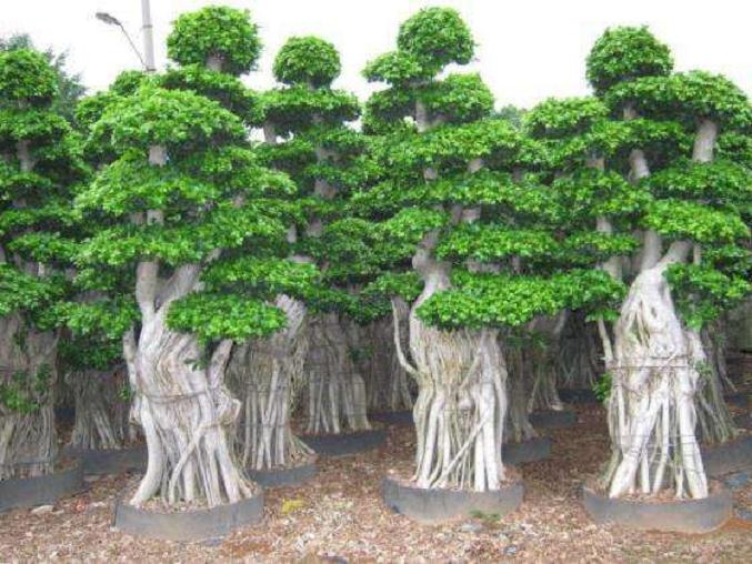 盆景是一门高深的盆栽艺术 至少也要数年功夫