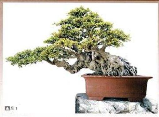 帮我申请了一个可以进入盆景交易大厅的会员号码