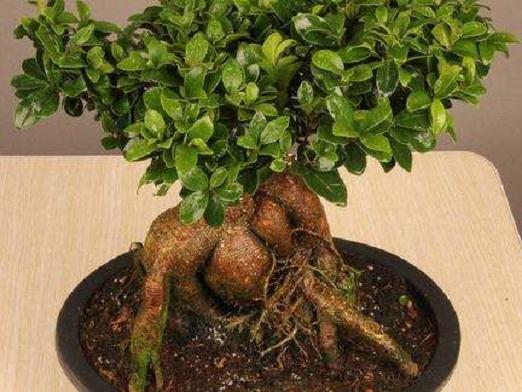 作为盆景艺术来说 一石一木 似乎都是自然的精灵