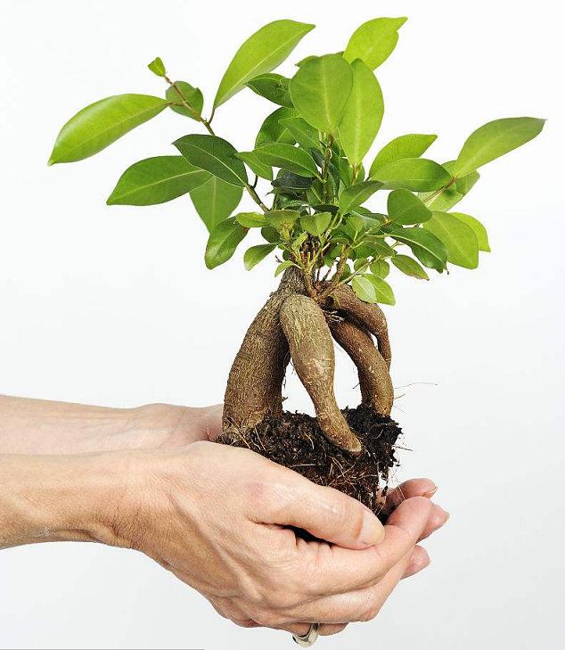 盆景艺术发源于我国唐代 有着悠久的发展历史