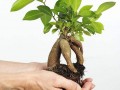 盆景艺术发源于我国唐代 有着悠久的发展历史