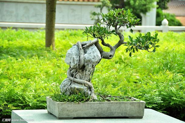 有时也会在看我外公在用心修剪花木 制作盆景