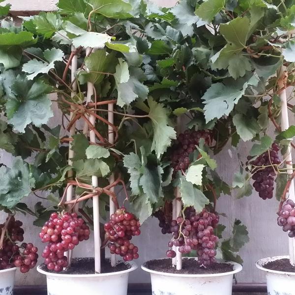 花800元买回的一兜枯树紫微和葡萄盆景