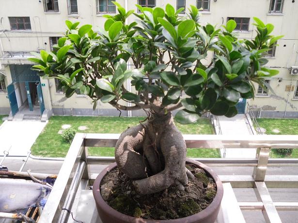 女同学我喜欢什么？我回答：我喜欢盆景 因为它很漂亮！