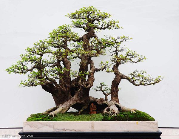 我和我们家的对节白蜡盆景已经相识两年多了