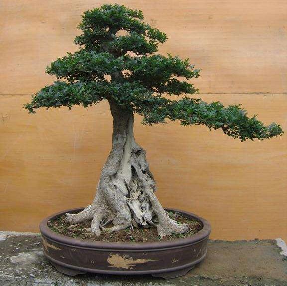 第一次看父亲上山采挖盆景素材是20多年前了