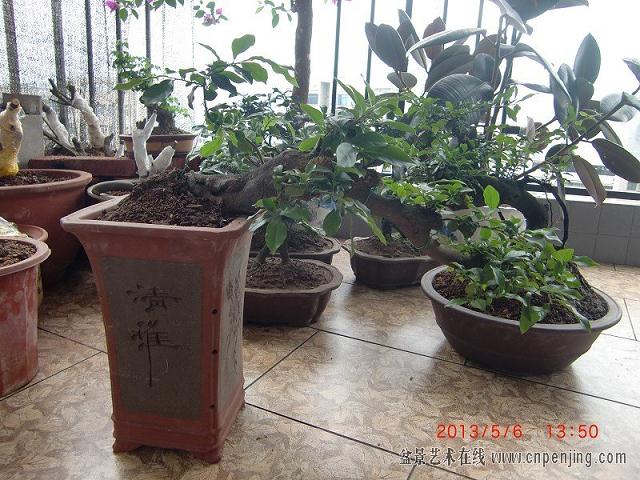 以后要多来《盆景艺术在线》学习前辈的经验的