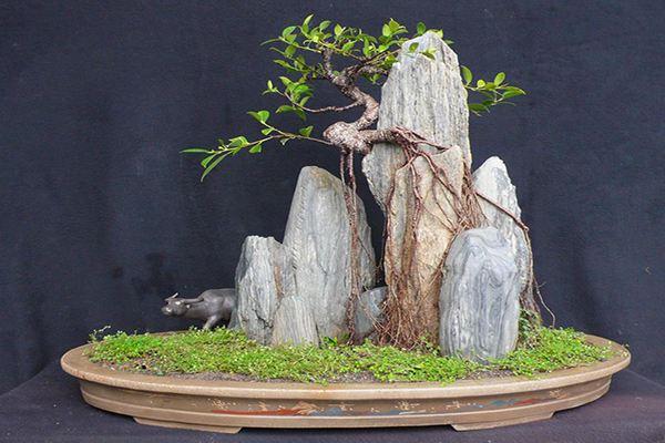 中国榕树盆景之乡厦门绿野营销中心