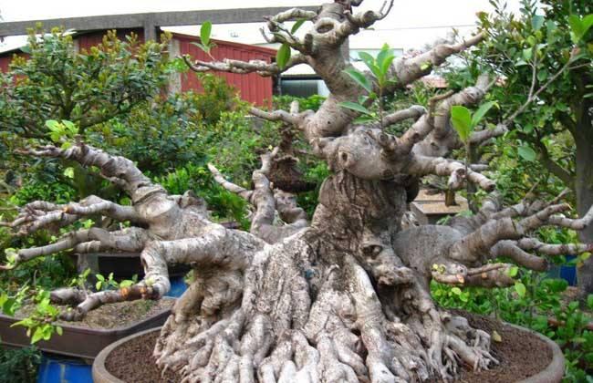 中国榕树盆景之乡 -- 漳浦县沙西镇