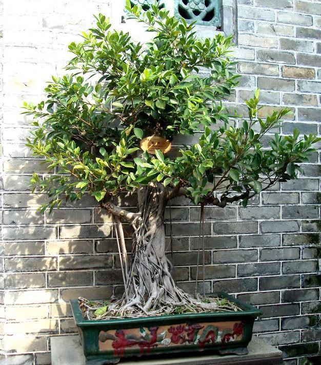 中国榕树盆景之乡之称的漳浦县紧紧抓住每年一届的盆景展