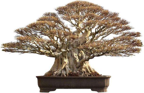 插花盆景花卉各行其道 节前桂林花市热闹非凡