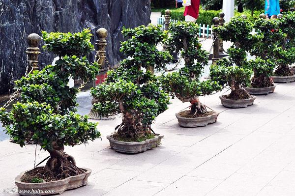 家里养榕树盆景好不好?