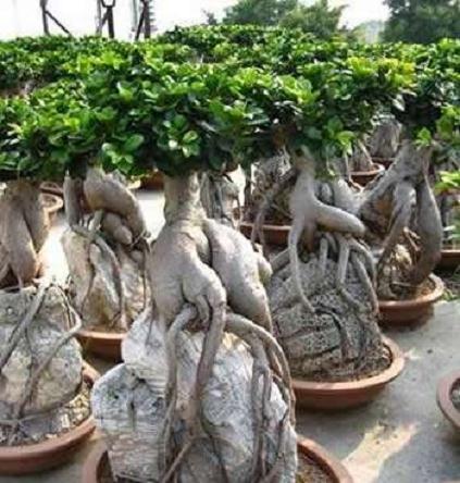 关于如何促进榕树盆景生根的造型探讨