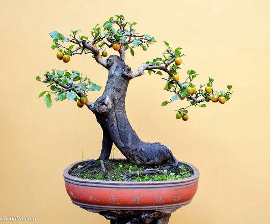 金弹子宜于制作树桩盆景