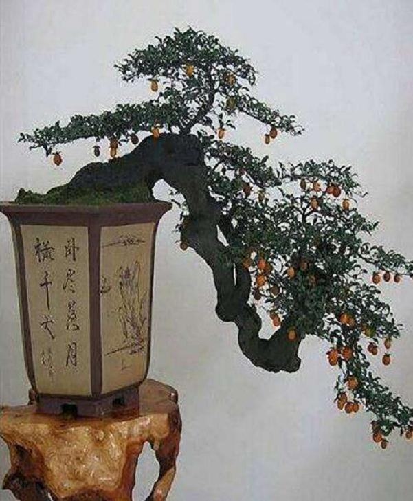 盆景和盆栽植物的区别?