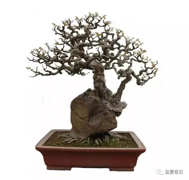 树桩盆景造型以柔塑刚技艺漫谈