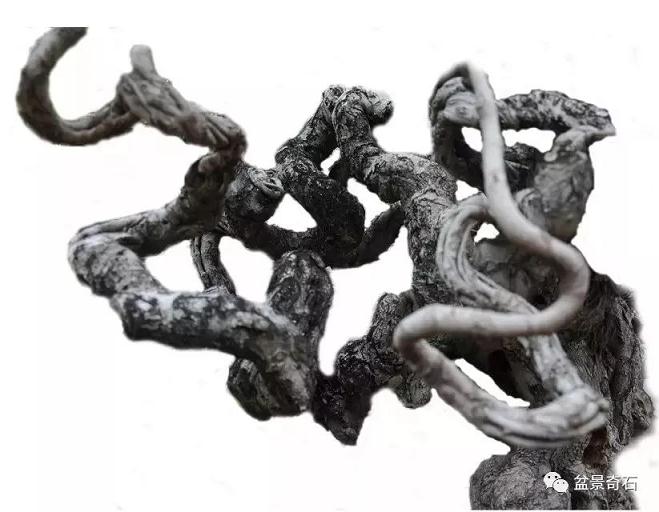 树桩盆景造型以柔塑刚技艺漫谈