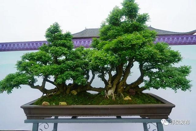 景德镇市2018盆景艺术展今日开幕