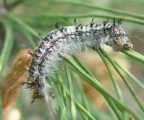 春季盆景病虫害防治(二)