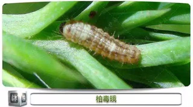 春季盆景病虫害防治(二)