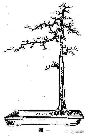 图解直干式盆景的造型技巧 一学便会