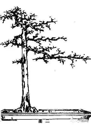 图解直干式盆景的造型技巧 一学便会